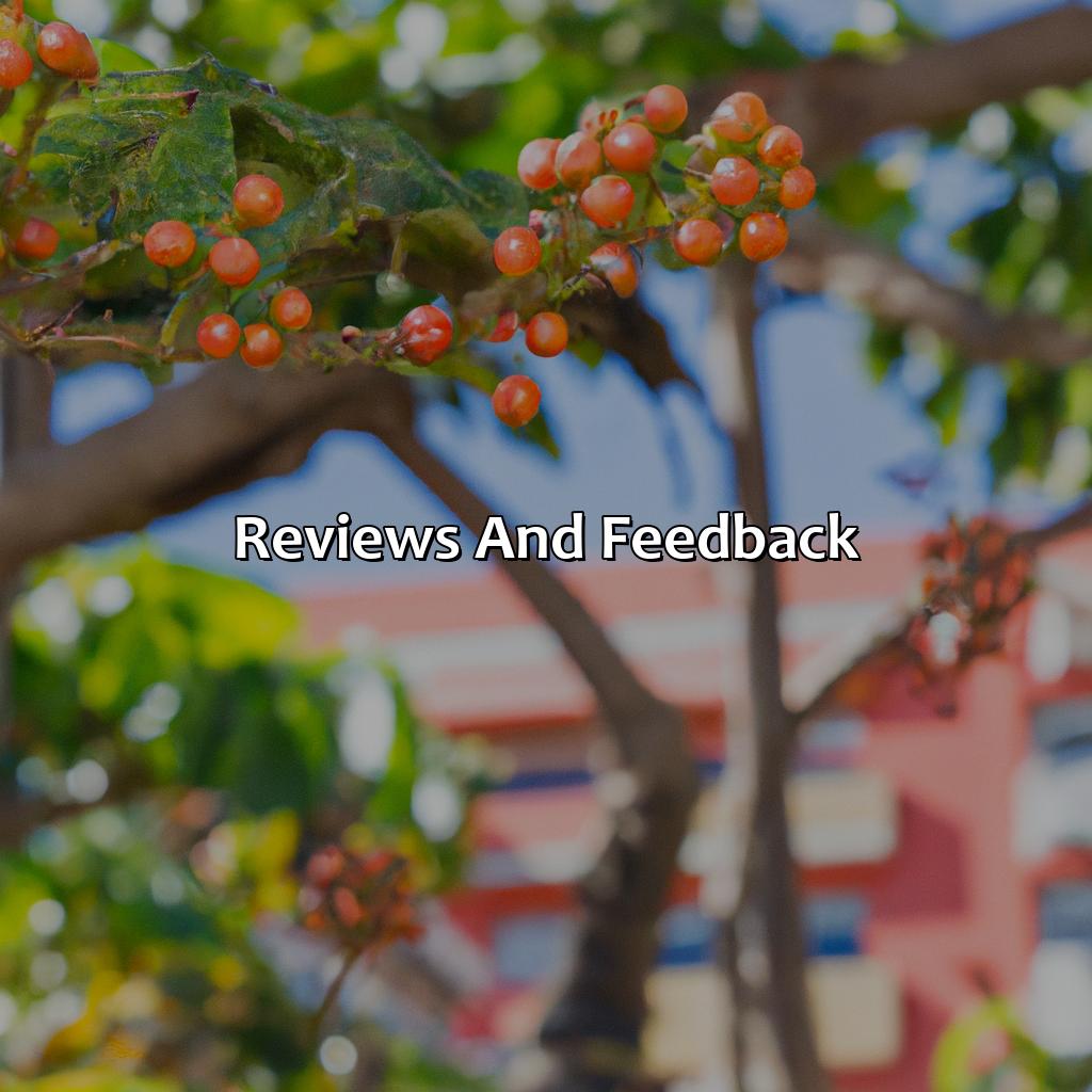 Reviews and Feedback-hotel+melia+ponce+ponce+ponce+puerto+rico, 