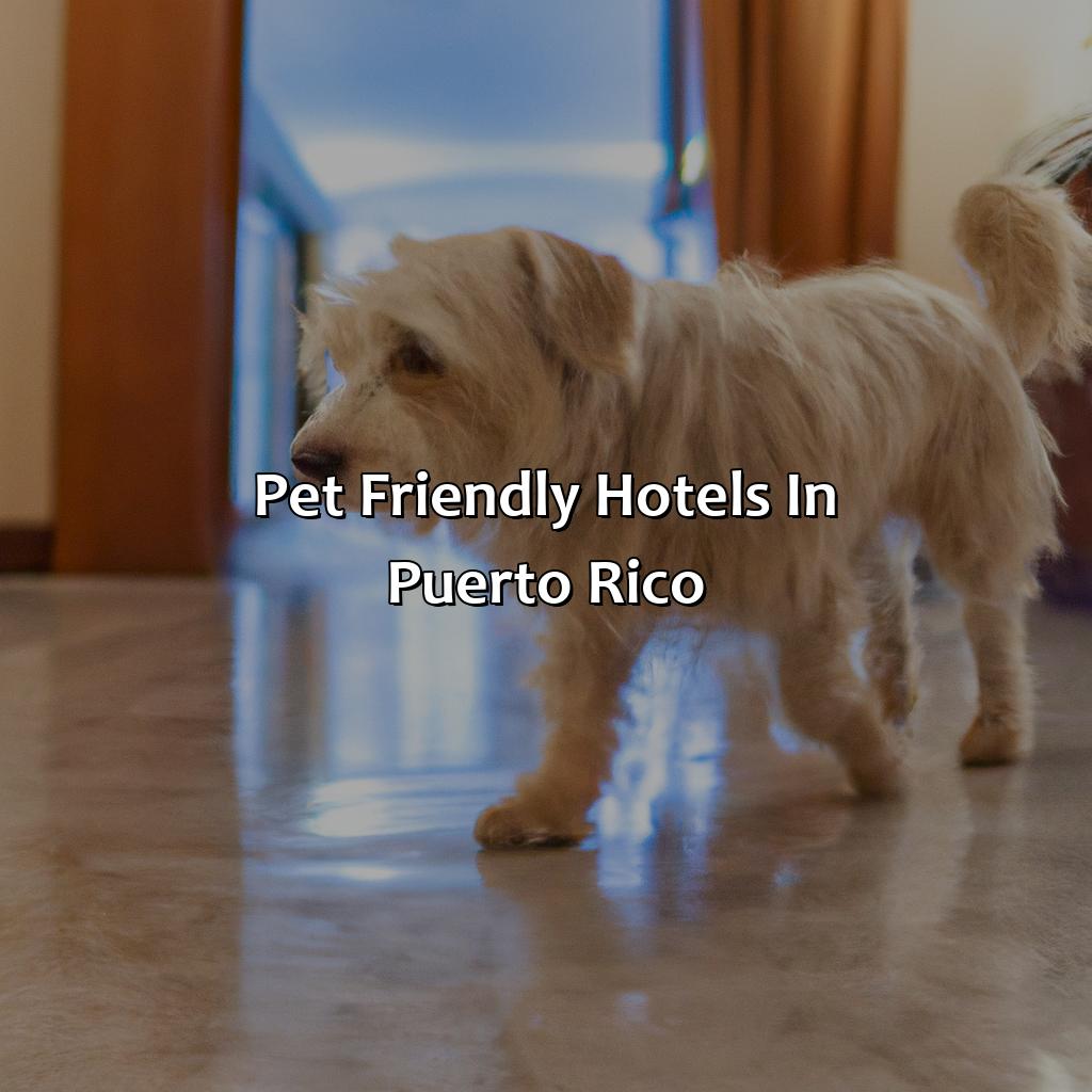 Pet Friendly Hotels In Puerto Rico