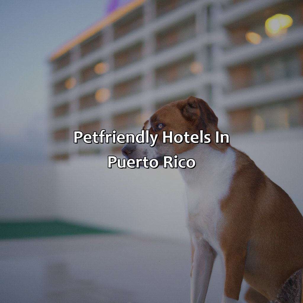 Pet-Friendly Hotels in Puerto Rico-pet friendly hotels in puerto rico, 