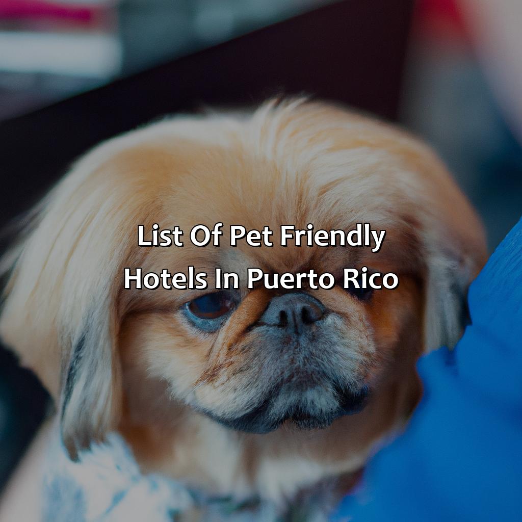 List of pet friendly hotels in Puerto Rico-pet friendly hotels puerto rico, 