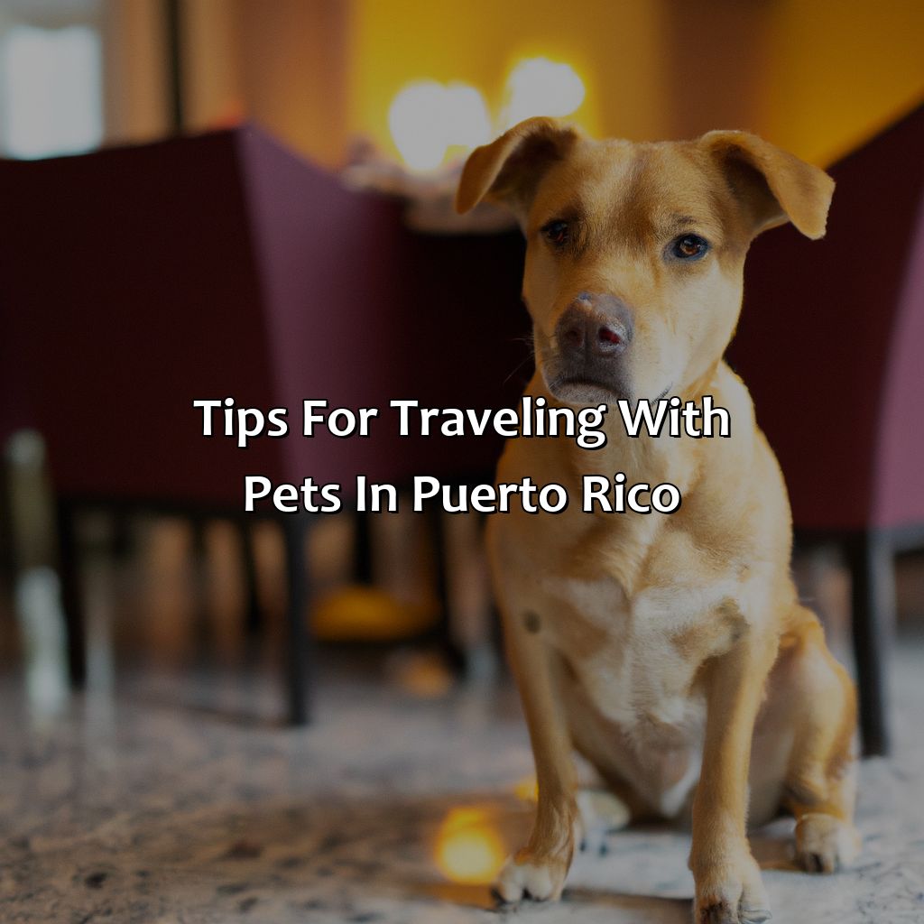Tips for traveling with pets in Puerto Rico-pet friendly hotels puerto rico, 