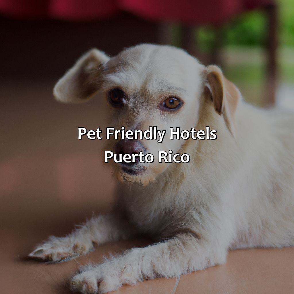 Pet Friendly Hotels Puerto Rico