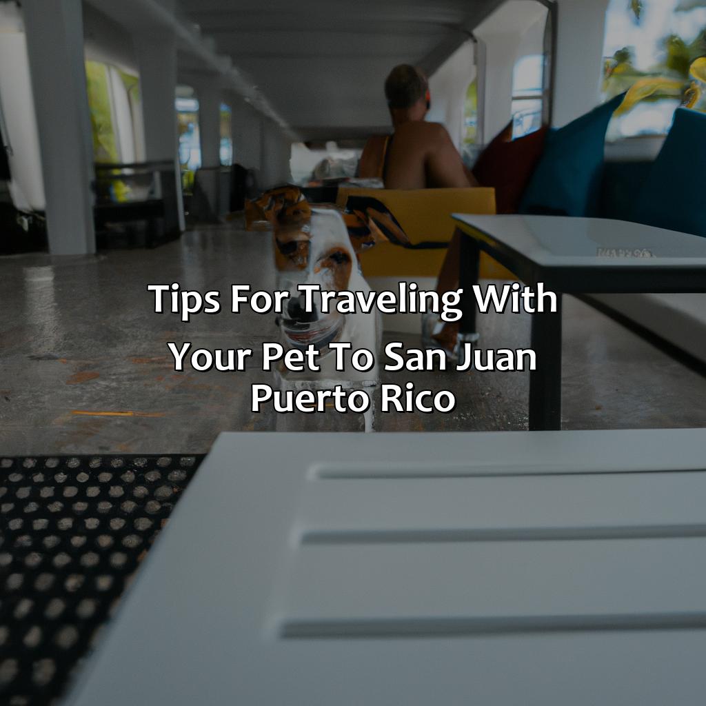 Tips for Traveling with Your Pet to San Juan, Puerto Rico-pet friendly hotels san juan puerto rico, 