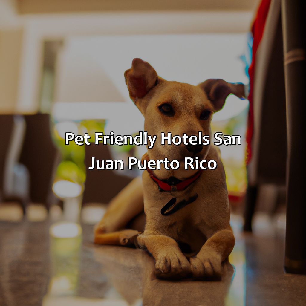 Pet Friendly Hotels San Juan Puerto Rico