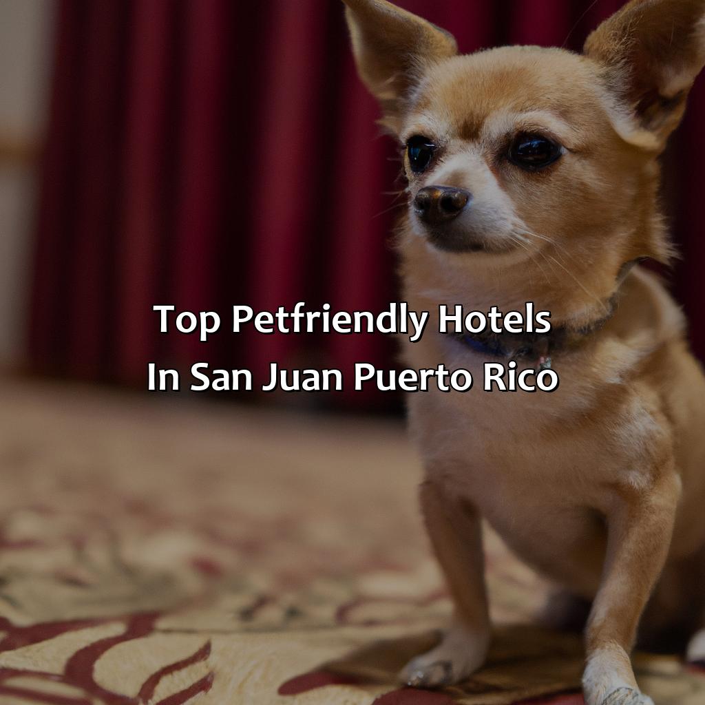 Top Pet-Friendly Hotels in San Juan, Puerto Rico-pet friendly hotels san juan puerto rico, 