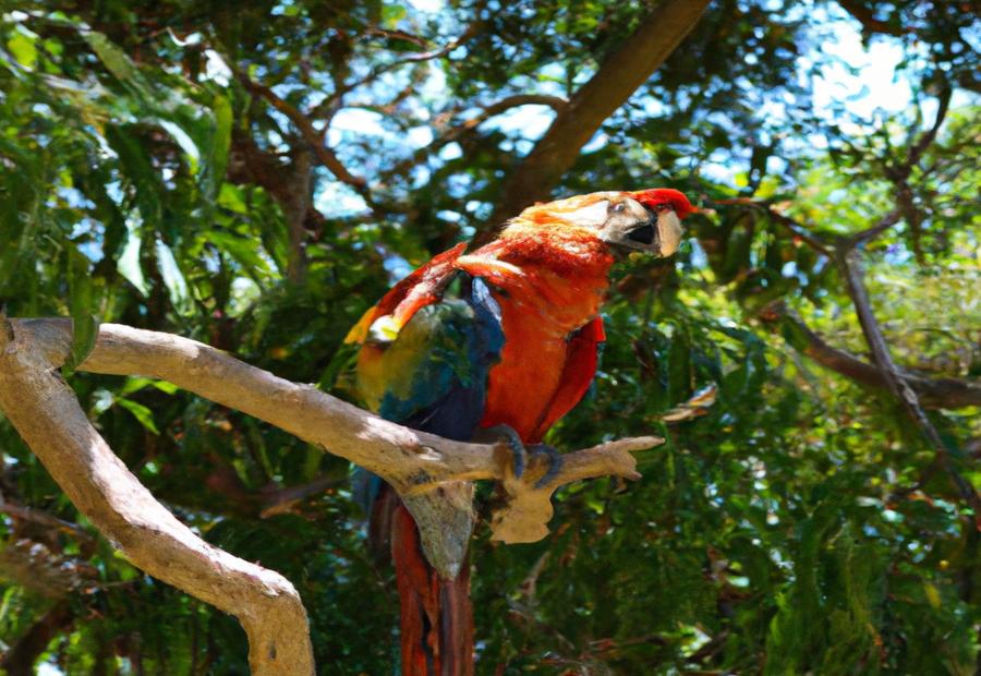 Macaw Ranch Location and Business Profile 