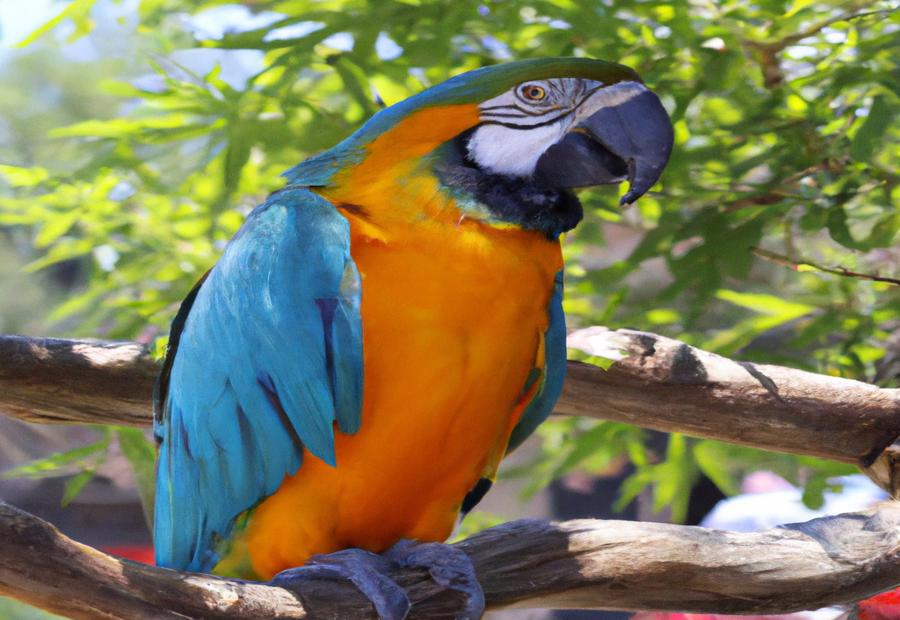 Optional Activities and Special Packages at Macaw Lodge 