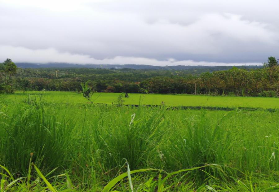 Sajoma Green Field